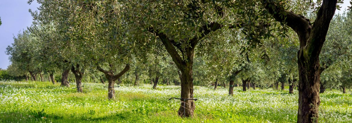 Olio Verde