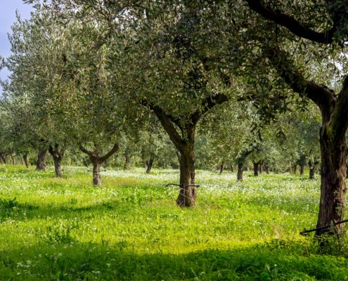 Olio Verde