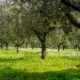 Olio Verde